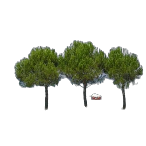 tree, car, crown, furniture transparent PNG cut-out