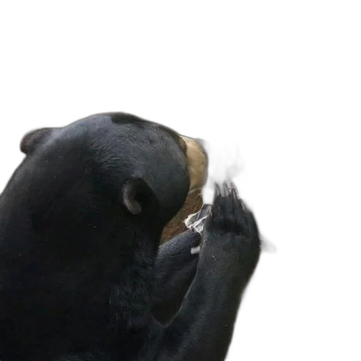 animal, jewelry, mask, hat transparent PNG cut-out