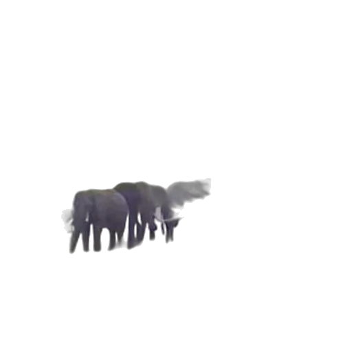 animal, creature, hair, weapon transparent PNG cut-out