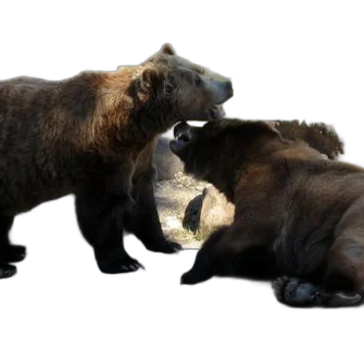 animal, concept art, photorealistic, 3d render transparent PNG cut-out