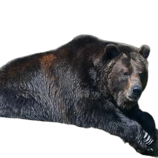 animal, staff, creature, weapon transparent PNG cut-out