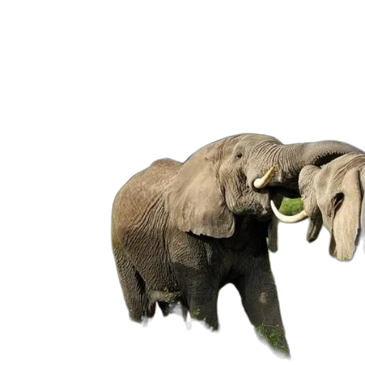 animal, creature, food, mask transparent PNG cut-out