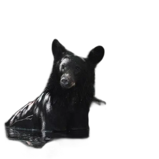 animal, mask, creature, shoes transparent PNG cut-out