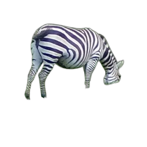 animal, creature, furniture, hat transparent PNG cut-out