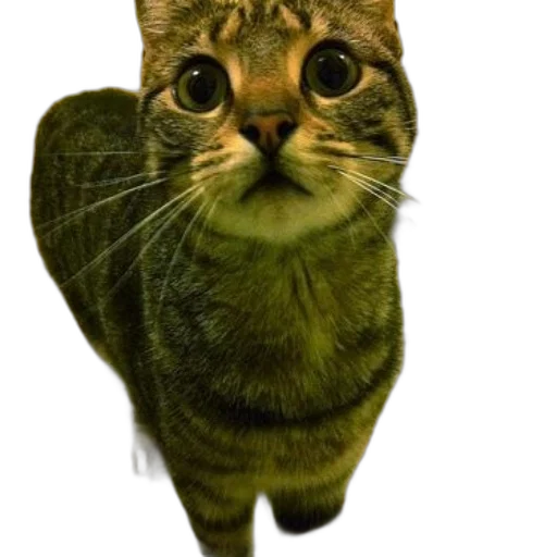 animal, staff, creature, face transparent PNG cut-out