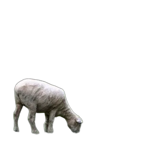 animal, creature, weapon, food transparent PNG cut-out