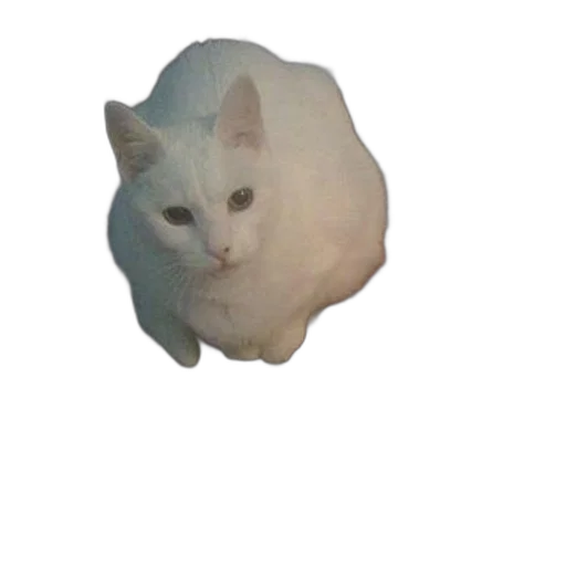 animal, creature, face, hat transparent PNG cut-out
