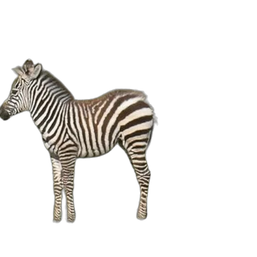 animal, creature, jewelry, furniture transparent PNG cut-out