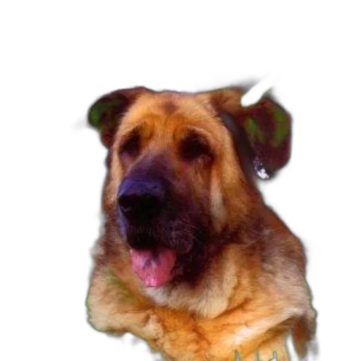 animal, staff, creature, face transparent PNG cut-out
