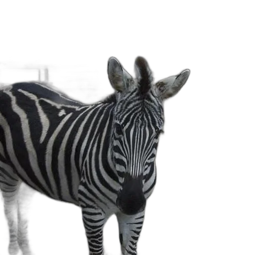 animal, creature, 3d render, photorealistic transparent PNG cut-out