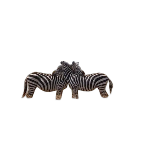 animal, jewelry, creature, furniture transparent PNG cut-out