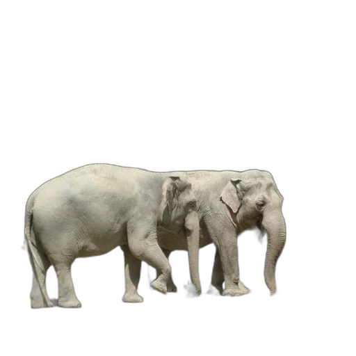 animal, creature, furniture, staff transparent PNG cut-out