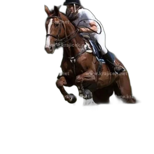 staff, hat, animal, photorealistic transparent PNG cut-out