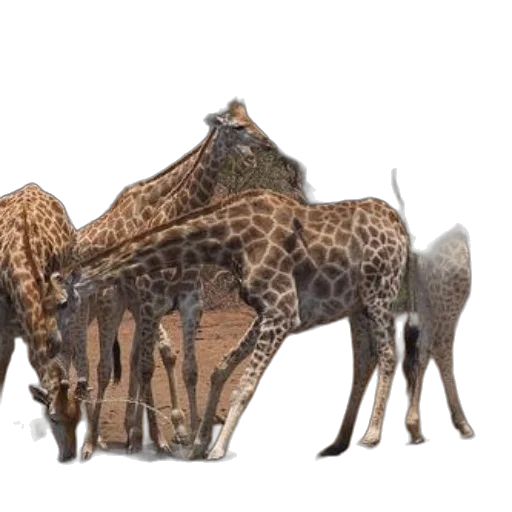 animal, 3d render, concept art, photorealistic transparent PNG cut-out