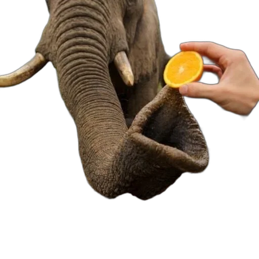 animal, food, weapon, creature transparent PNG cut-out