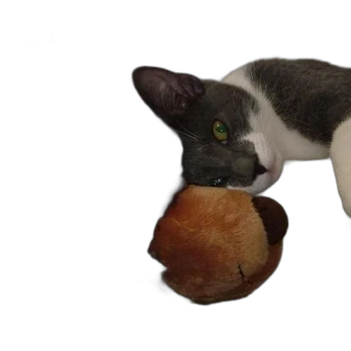 food, animal, creature, staff transparent PNG cut-out