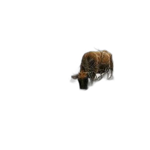 hair, animal, creature, hat transparent PNG cut-out