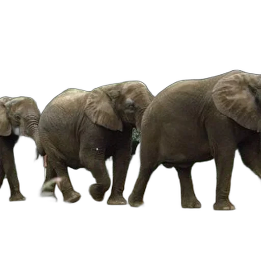 animal, concept art, 3d render, three transparent PNG cut-out