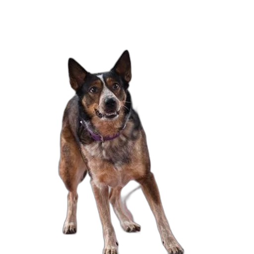 animal, staff, creature, face transparent PNG cut-out