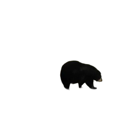 animal, creature, hat, food transparent PNG cut-out