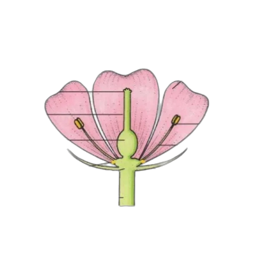 flower, jewelry, staff, crown transparent PNG cut-out