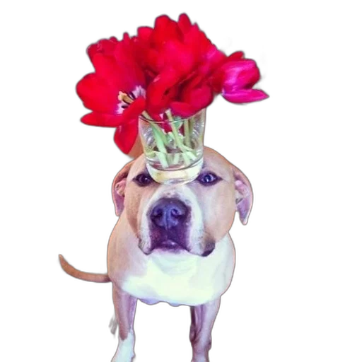 crown, flower, hat, animal transparent PNG cut-out