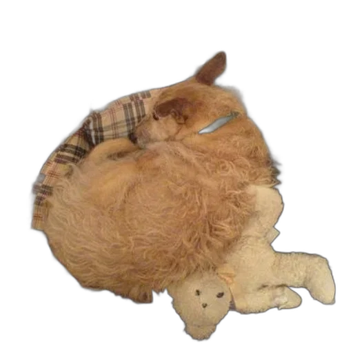 animal, hat, creature, hair transparent PNG cut-out