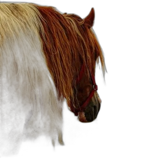 hair, animal, creature, hat transparent PNG cut-out