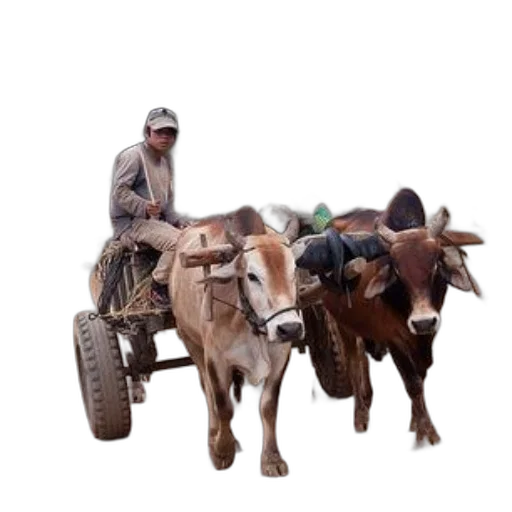 animal, man, rides, cart transparent PNG cut-out