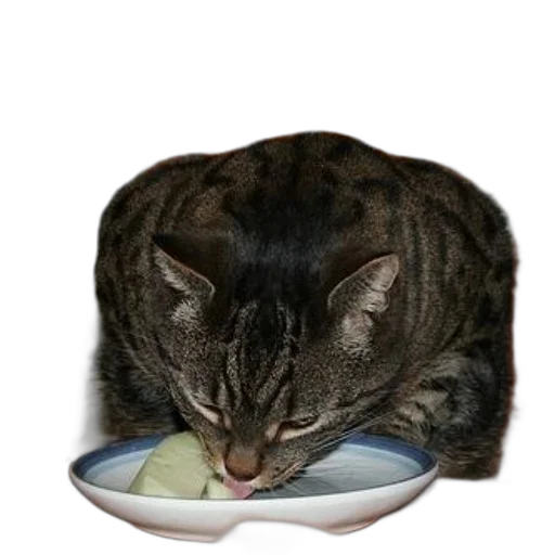 food, animal, creature, hat transparent PNG cut-out