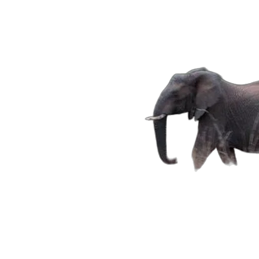 animal, creature, weapon, hat transparent PNG cut-out