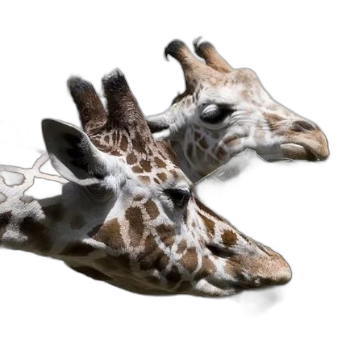 shoes, animal, jewelry, mask transparent PNG cut-out