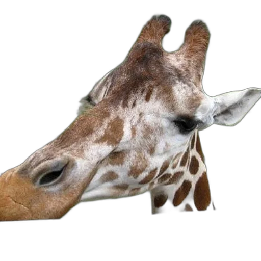 animal, creature, face, staff transparent PNG cut-out