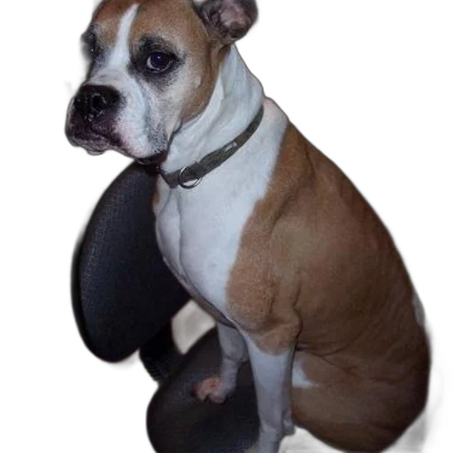 shoes, animal, hat, staff transparent PNG cut-out