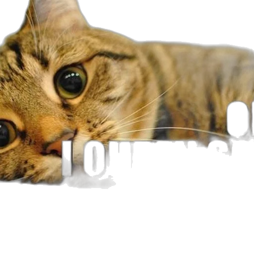 animal, creature, weapon, jewelry transparent PNG cut-out