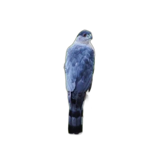 animal, staff, creature, umbrella transparent PNG cut-out