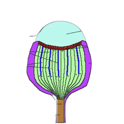 umbrella, flower, staff, crown transparent PNG cut-out