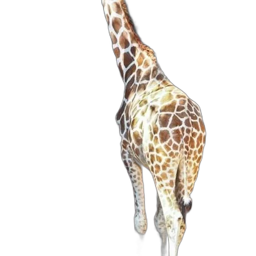 animal, staff, creature, umbrella transparent PNG cut-out