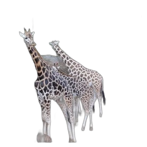animal, creature, jewelry, 3d render transparent PNG cut-out