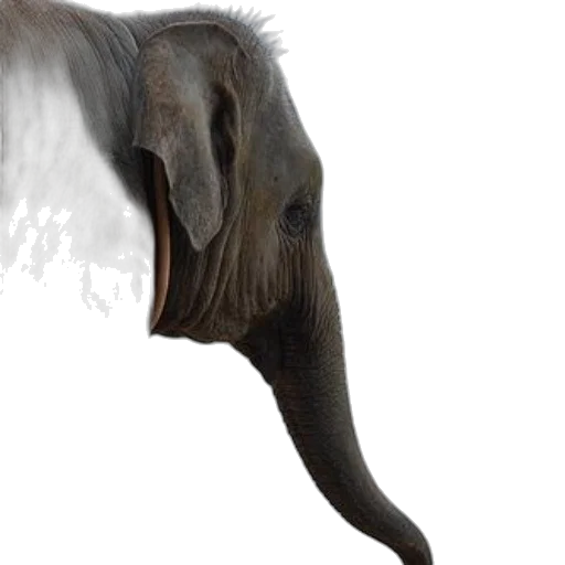 animal, creature, staff, hair transparent PNG cut-out