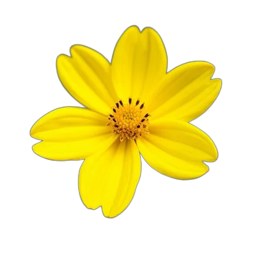 flower, crown, jewelry, staff transparent PNG cut-out