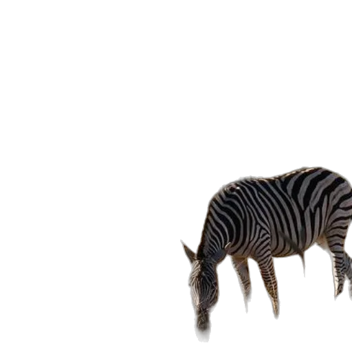animal, creature, hair, weapon transparent PNG cut-out