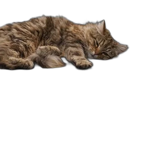 animal, staff, creature, furniture transparent PNG cut-out