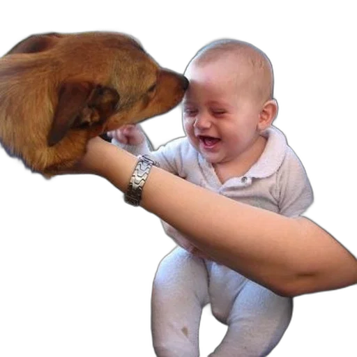 animal, creature, weapon, face transparent PNG cut-out