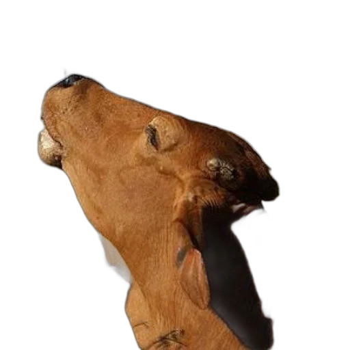 mask, staff, shoes, animal transparent PNG cut-out