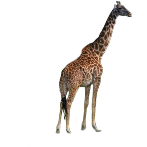 animal, creature, staff, weapon transparent PNG cut-out