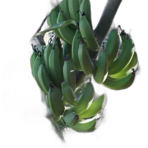 crown, jewelry, flower, weapon transparent PNG cut-out