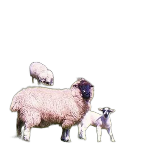 animal, pixel art, concept art, photorealistic transparent PNG cut-out