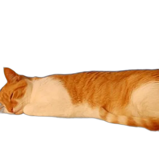 animal, staff, food, creature transparent PNG cut-out