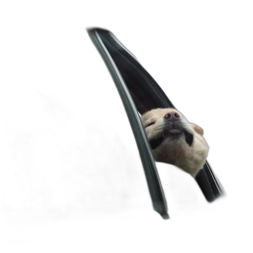 umbrella, animal, staff, shoes transparent PNG cut-out